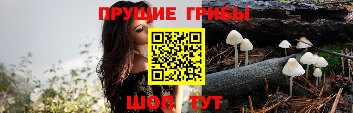 Электрогорск  Псилоцибиновые грибы Psilocybe  Вход с VPN 